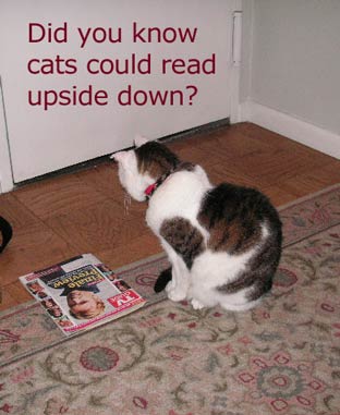 did you know cats could read upside down?